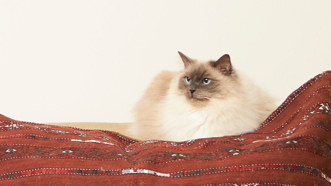 Cat resting on a soft blanket