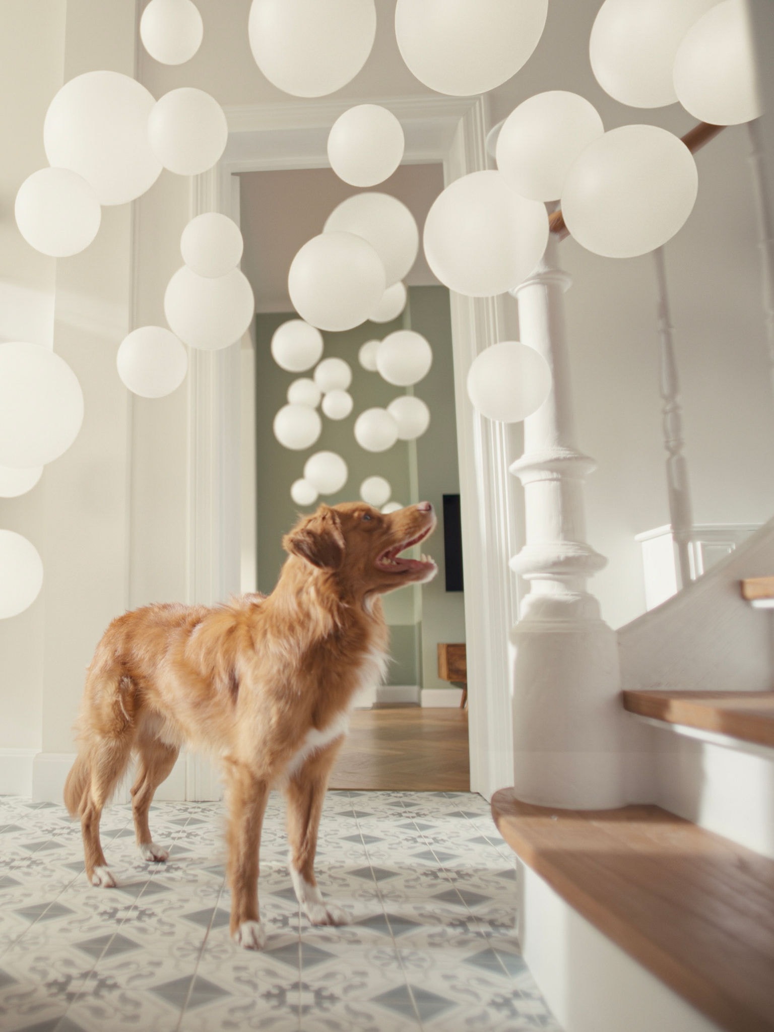 Dog in hallway with Daikin air purifier nearby, filtering pet hair and odours