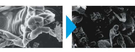 Allergens photographed through an electron microscope after being irradiated.