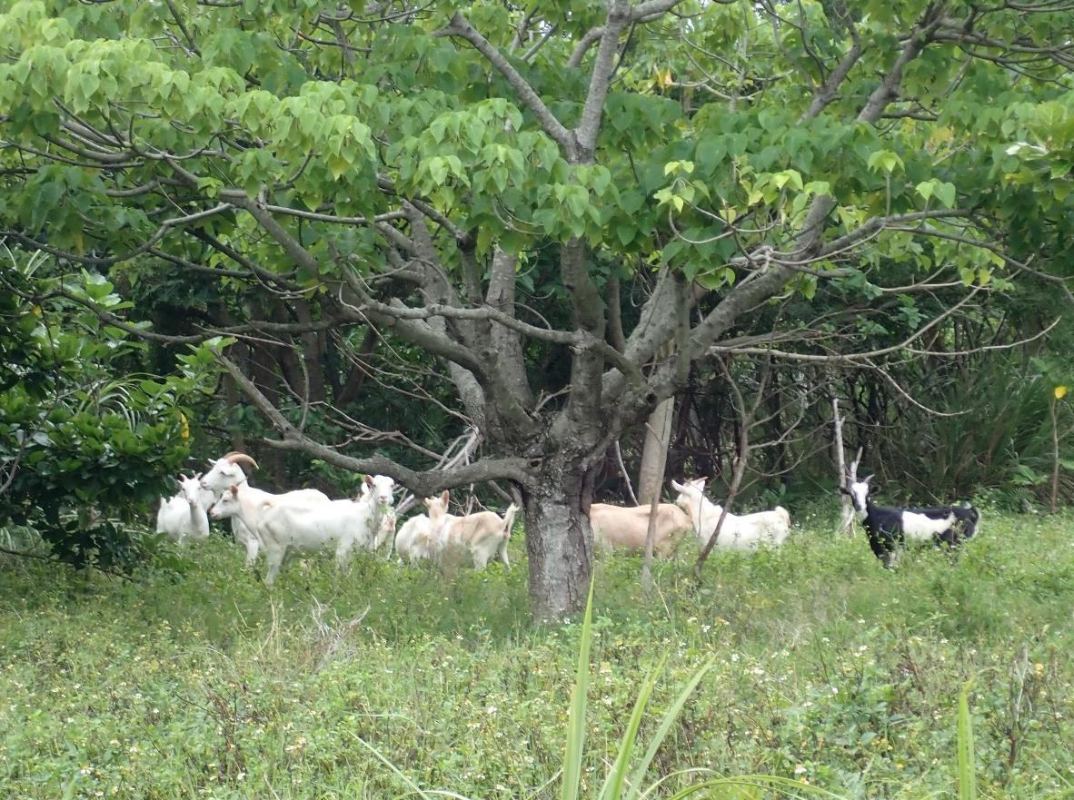 Breeding of feral goats in subtropical forest