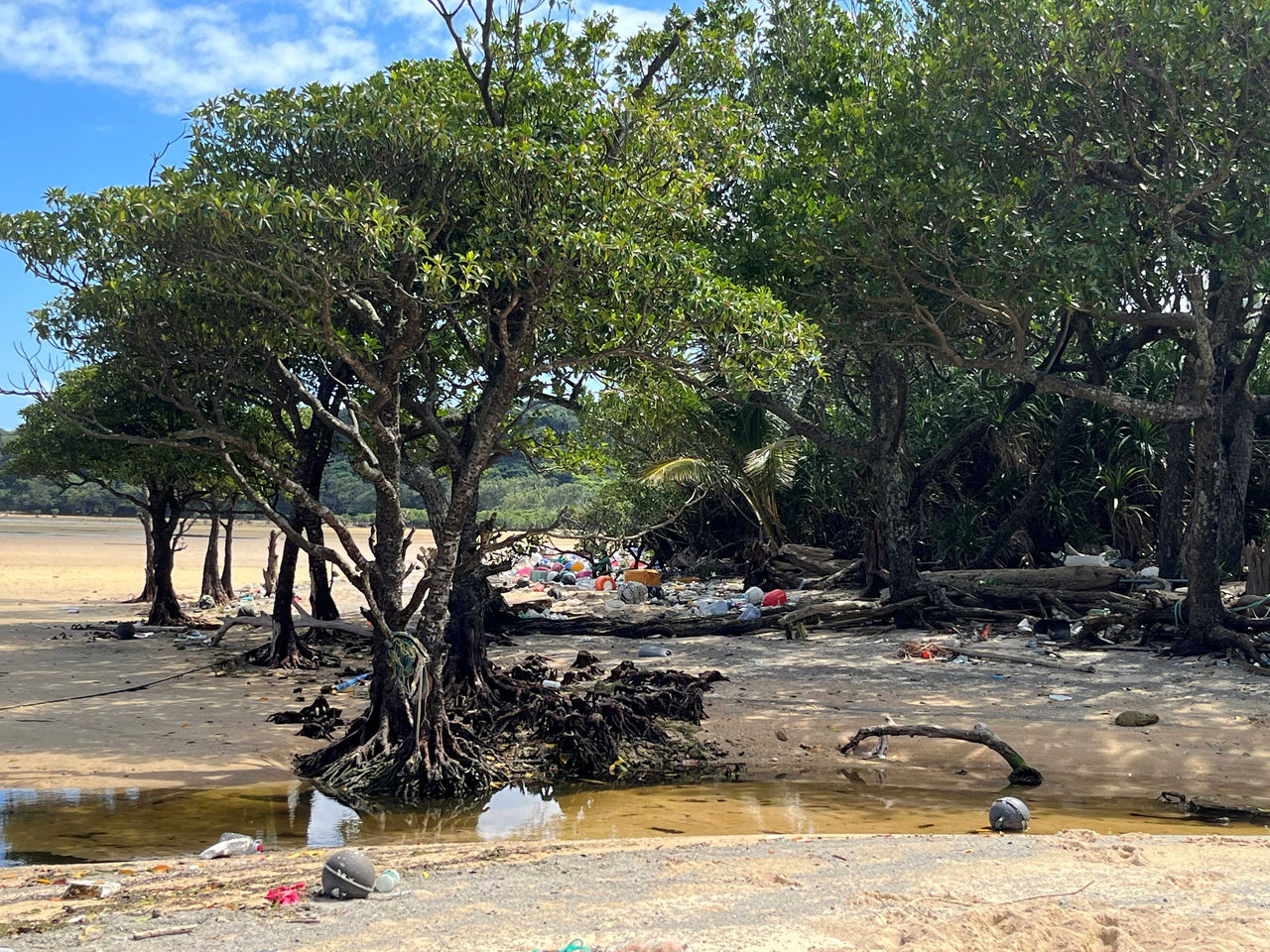 Debris washed ashore in the mangrove forest