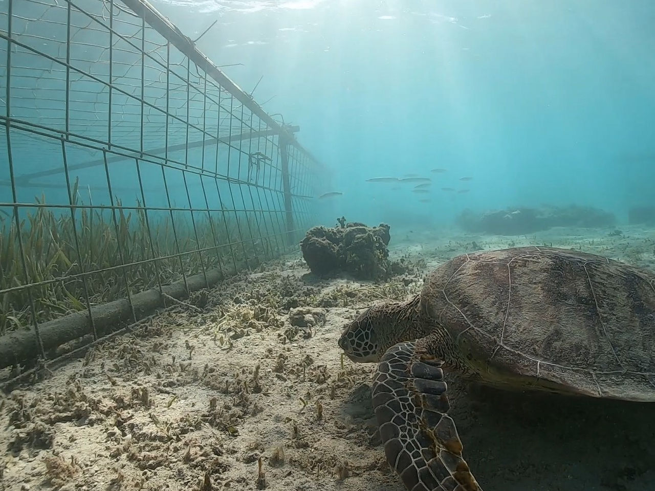 Seagrass conservation around the island